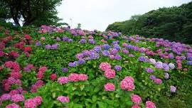 Wakamatsu Hydrangea Festival