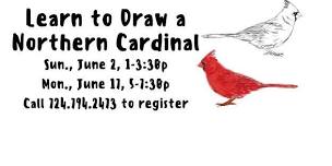 Learn to Draw a Cardinal!