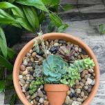 Succulent Pot in a Pot - Thursday April 11th, 6:30pm - 7:30pm