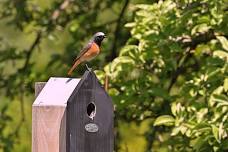 Birding for Kids