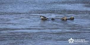 AMSEAS Seal Walk & Beach Cleanup at Cupsogue County Park