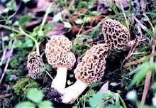 Stanislaus National Forest Presents: Fungi of the Central Sierra