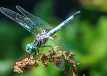 Insects at Laughing Brook