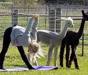 Alpaca Yoga