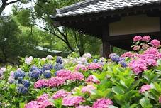 Hydrangea Festival at Fujinomori Shrine