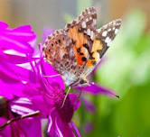 Hail Weston Village Gardening Group