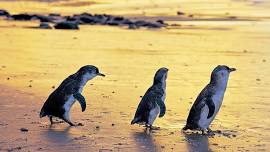 Melbourne: Full-Day Phillip Island Tour with Penguin Parade, Wildlife Park Visit & Hotel Transfers