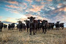 FRESH CATTLE PRACTICE - Herd Work