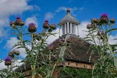 Garden Tour & Afternoon Tea - August