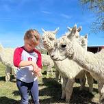 June Alpaca Meet & Greet