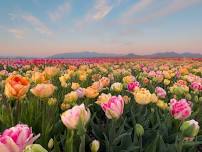 Skagit Valley Tulip Festival 2024