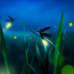 The Little Smokies Fireflies