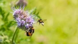 Bee Safari with Jean Vernon