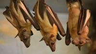 CELEBRATE BATS at Elmwood Park Zoo