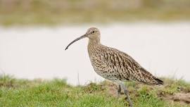 Curlews in Breckland - conserving the UK's most threatened breeding wader