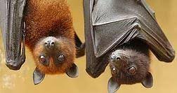 Summer at the Library: Bats at the Library