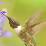 Guided Tour: Birds of Texas