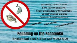 Pounding on the Pocomoke Fishing Tournament