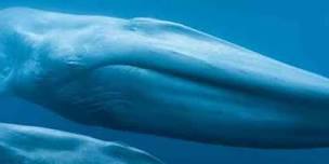 Blue Whales: Return of the Giants 3D Special Presentation – An Evening with Dr. Diane Gendron