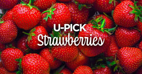 U-Pick Strawberries