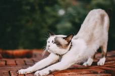 Kitty Yoga at the Library