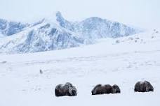 Winter Musk Ox Safari in Dovrefjell: Spot Wild Musk Oxen in Unique European Habitat