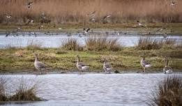 An Autumn Spectacular: Overwintering birds walk