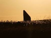 Evening Wildlife Walk - Brodgar