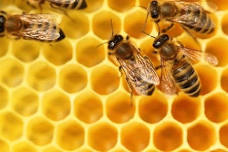 Let it Bee: A Honey of a Culinary Experience