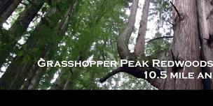 Grasshopper Peak Redwoods Run