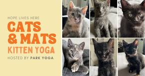 Cats & Mats Kitten Yoga