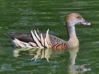 Hasties Swamp bird survey