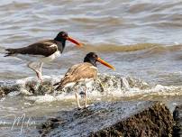 Northwest FL Panhandle Birding April 10-14, 2024