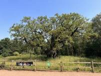 RSPB Sherwood Forest