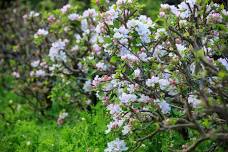 Orchard Blossom Day Tours