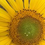 Sunflower Yoga – Finale