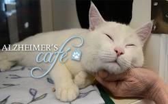 Alzheimer’s Café at the NHSPCA