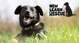 New Leash Rescue Adoption Meet and Greet