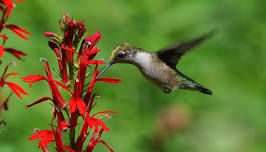 Rise & Shine, Hummingbirds