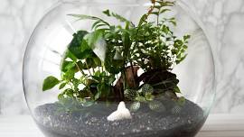 Build Your Own Terrarium