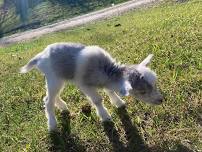 Goat Yoga