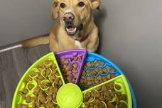 Enrichment day: Puzzle bowls & lick mats!