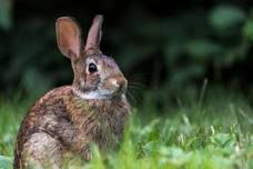 Story Time With Snickerdoodles' Rabbit Rescue