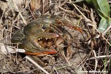 Crazy 4 Crayfish