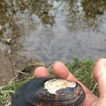 Saluda Library Speaker Series – Freshwater Mussels of the Western Carolinas