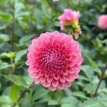 DAHLIAS 101