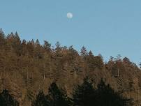 Henry Cowell Redwoods State Park: Moonlight Madness