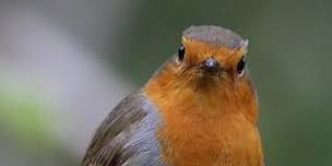 Wildlife Weans Mugdock: Fabulous Bird Feeders! (1-7 year olds )