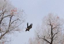 Birding at Chimney Rock Tour