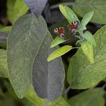 New for 2024 Immersive Wednesday Tours: Exploring Plant Medicine for the Mind